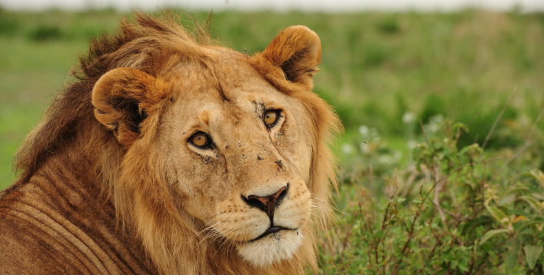 Wildlife - lion