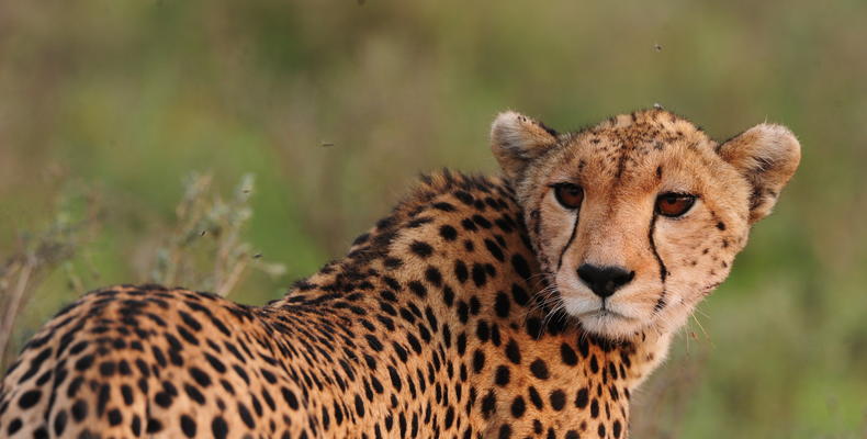 Wildlife - cheetah