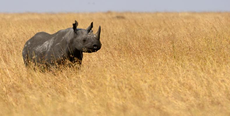 Wildlife - black rhinoceros