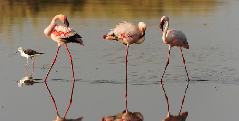 Wildlife - flamingos