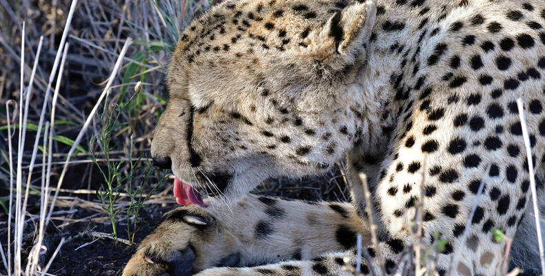 Game Drives