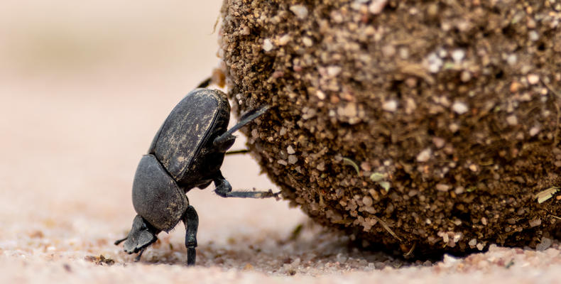 Dung Beetle