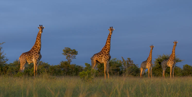 Singita Ebony Lodge