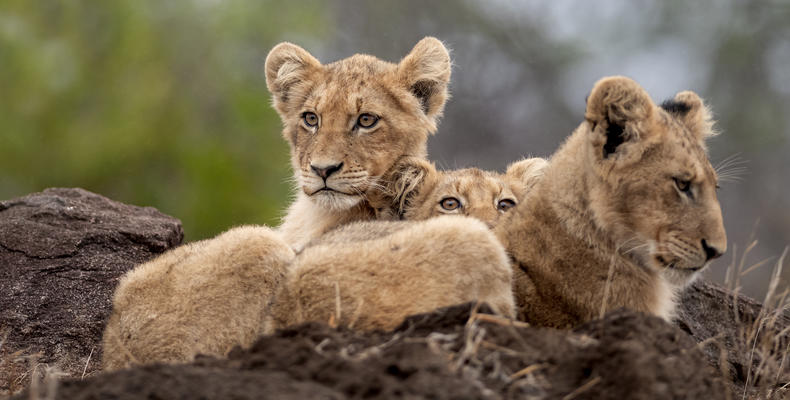 Singita Ebony Lodge