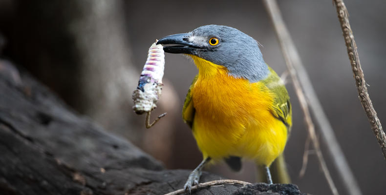 Grey-headed bushshrike