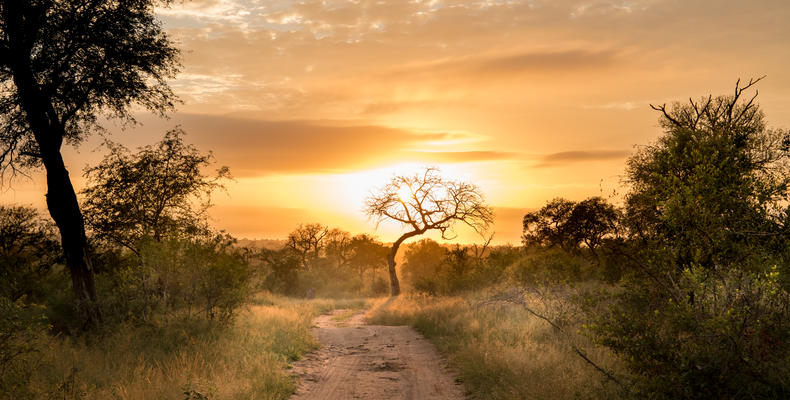 Sabi Sand Sunrise