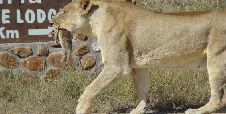 Lioness with Cub and Tau sign