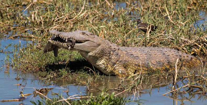 Crocodile At Waterhole