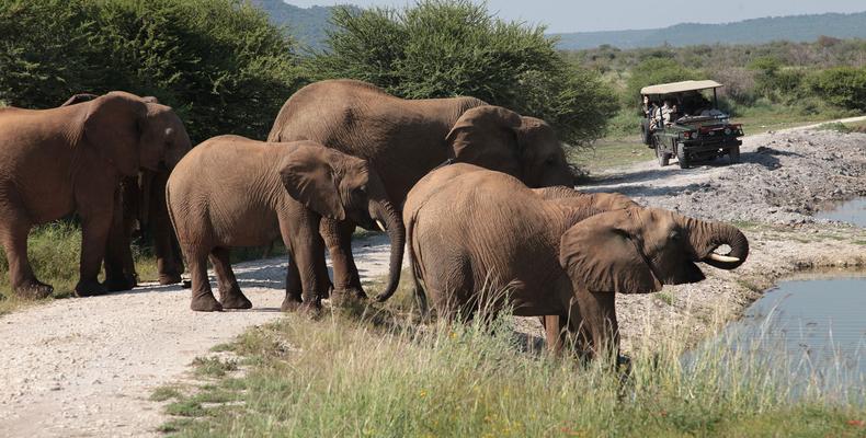 On Game Drive