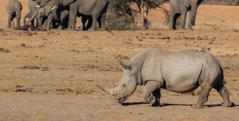 Elephant and Rhino