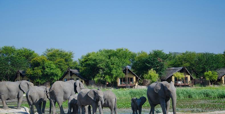 Elephant herd and chalets