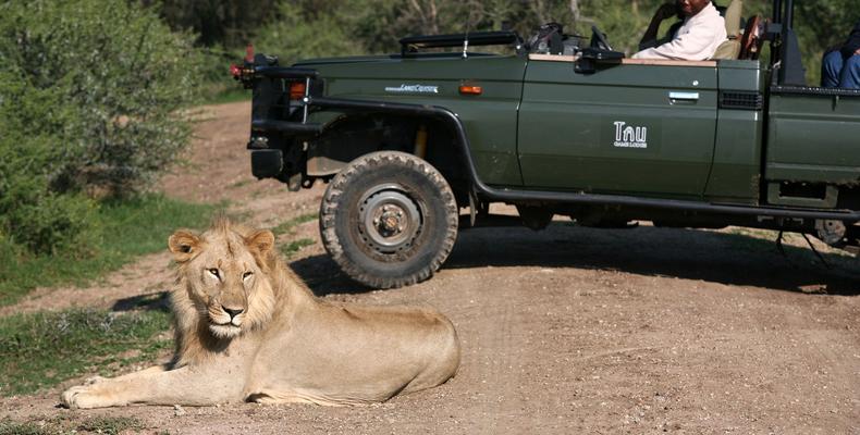 Vehicle and Lion