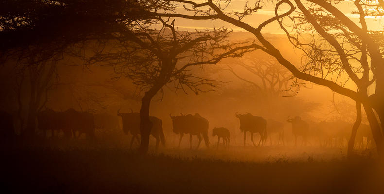 Gnu through the trees