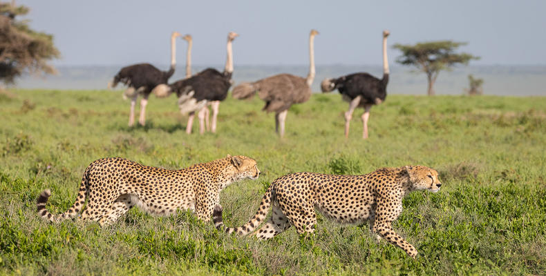 Cheetah on the hunt