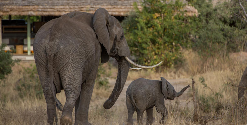 Elephants at the doorstep