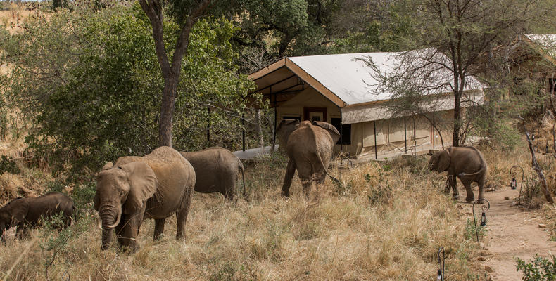 Up-close sighting of a herd by the tent