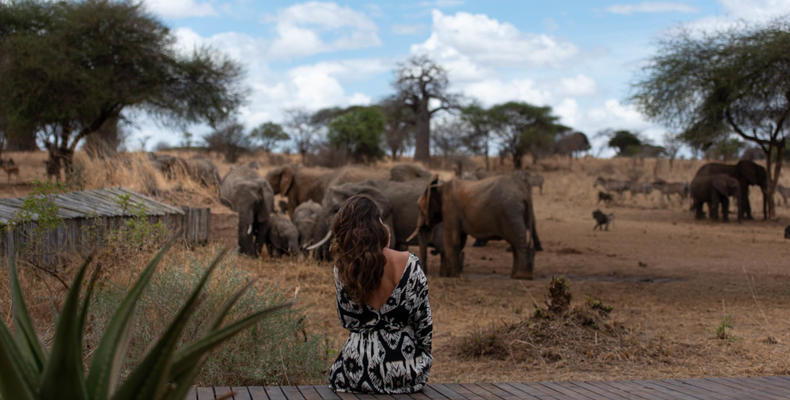 Lounge view of elephant at the waterhole