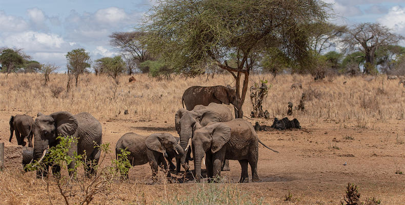 Waterhole viewing