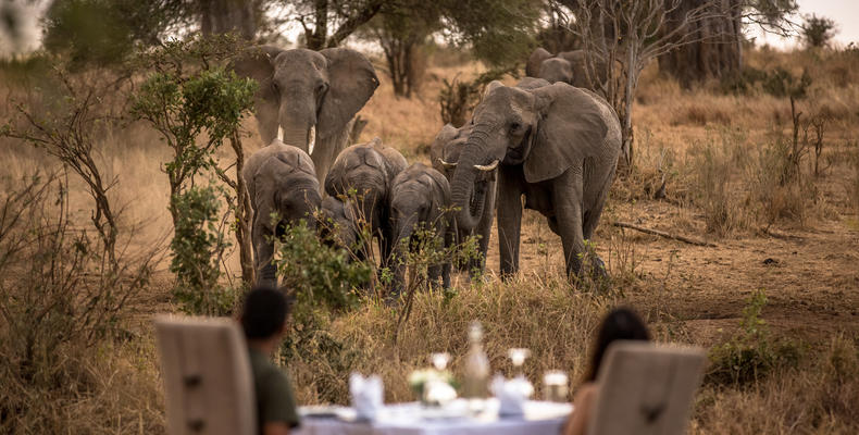 Breakfast with the elephants