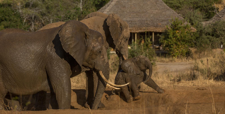 Waterhole fun 