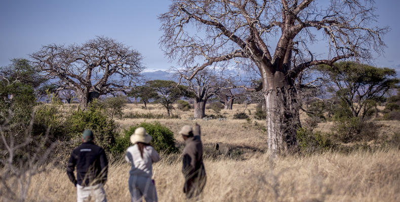 Walking safari