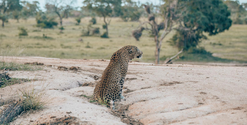 Leopard on Chitwa dam wall