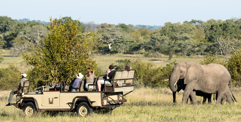 Elephant introduction