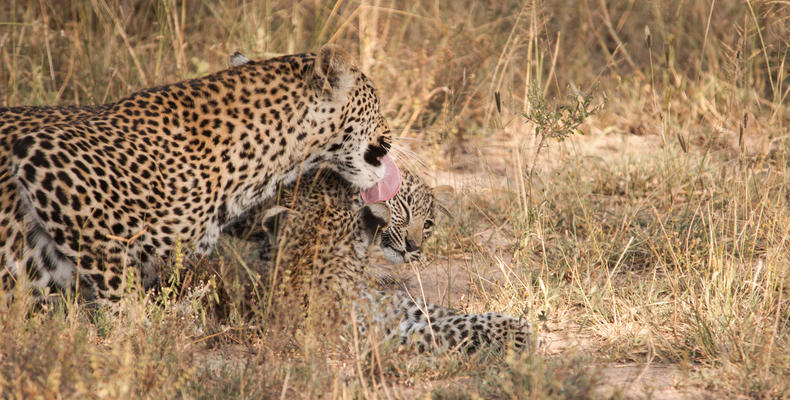 Chitwa leopards and cubs