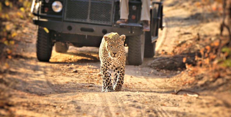 Leopard