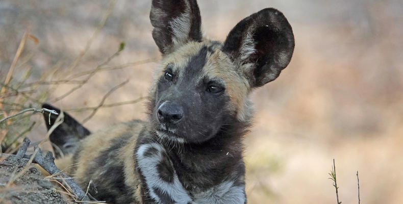Wild Dog