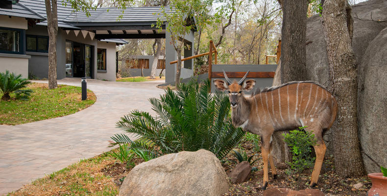 We have a resident Nyala herd