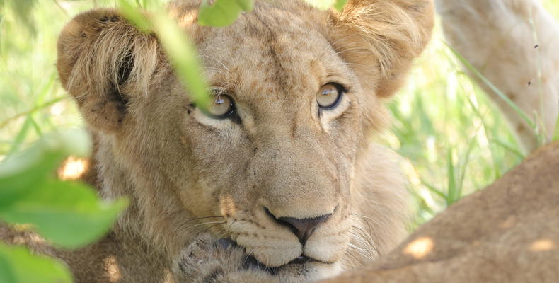 Lion Cub