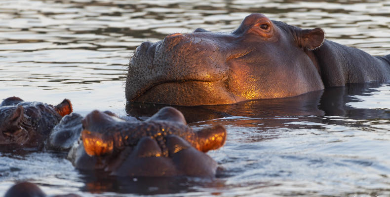 Hippo pools