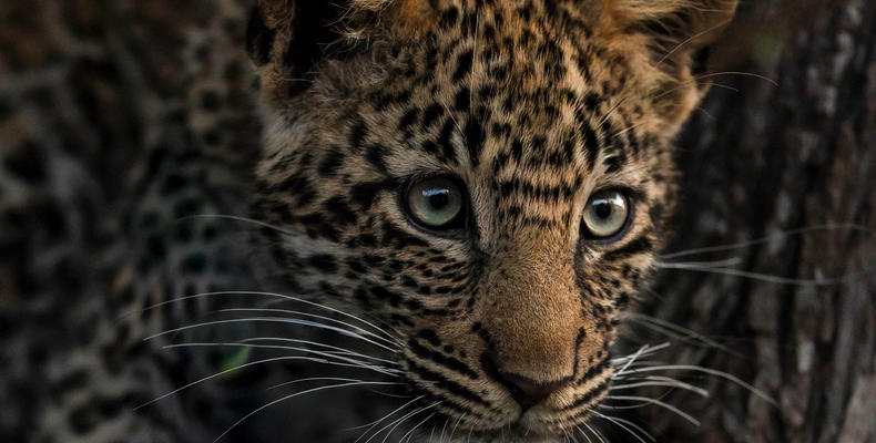 See spots on safari ??