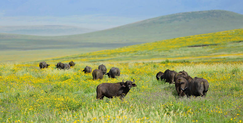 The Highlands - Buffalo in the Ngorongoro