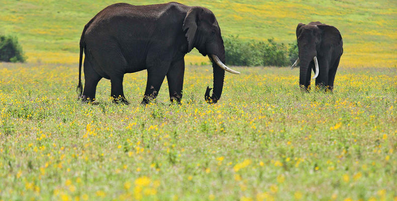 The Highlands - Elephants