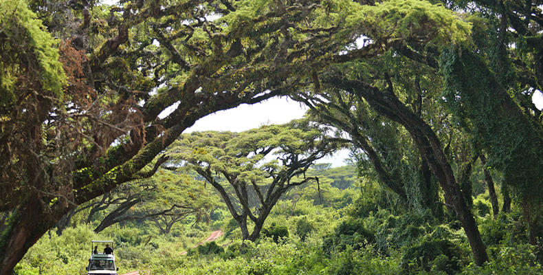 The Highlands - Game Drive
