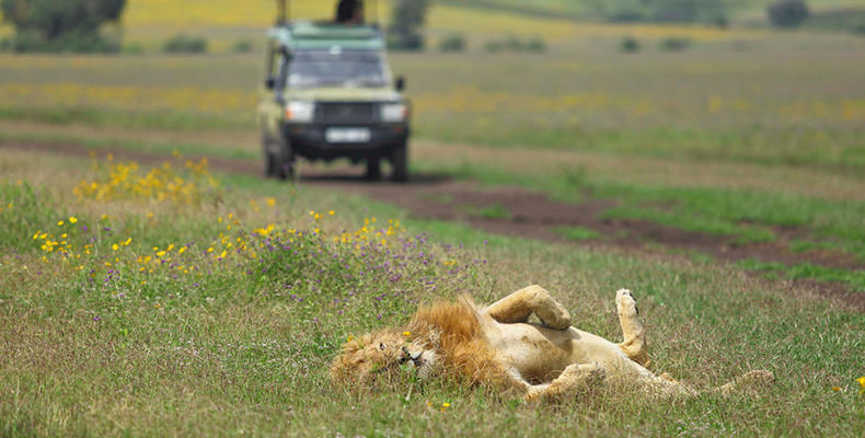 The Highlands - Lion Sighting on a Game Drive