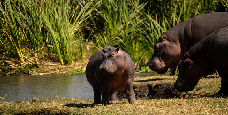 The Highlands - Hippos Having a Splash