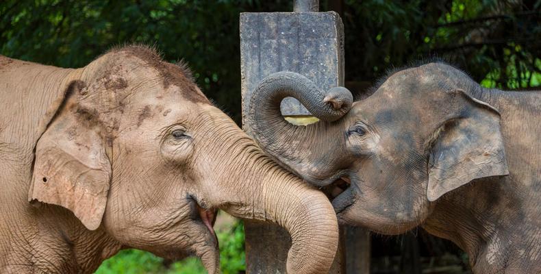 Anantara Golden Triangle Elephant Camp & Resort