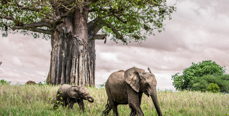 Wildlife