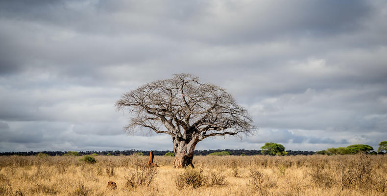 Tarangire Baobab