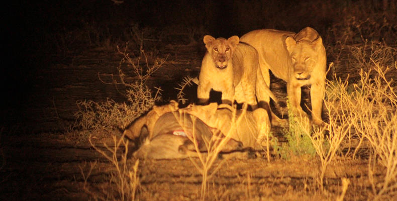 Night Game Drive