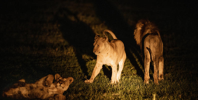 Night Game Drive