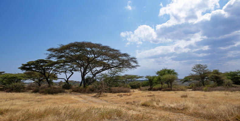 NYIKANI MIGRATION CAMP - NDUTU 