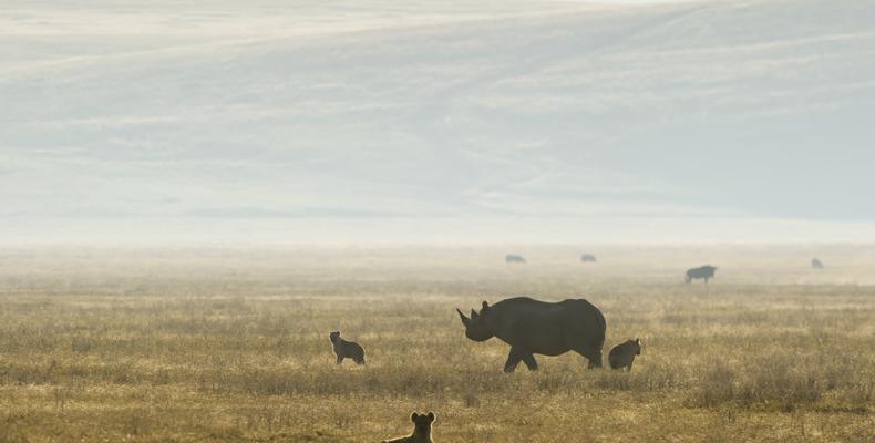 Incredible wildlife
