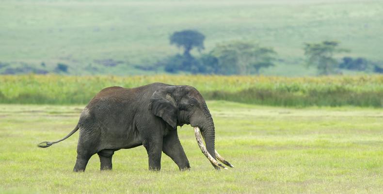 Elephant in the Crater