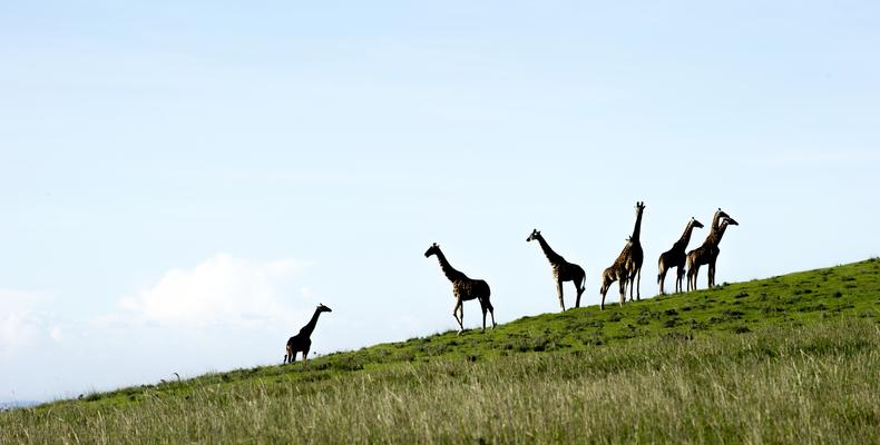 Giraffe on the rim