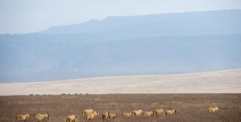 Lions in the Crater