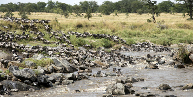 Mara River Crossing - the greatest show on earth
